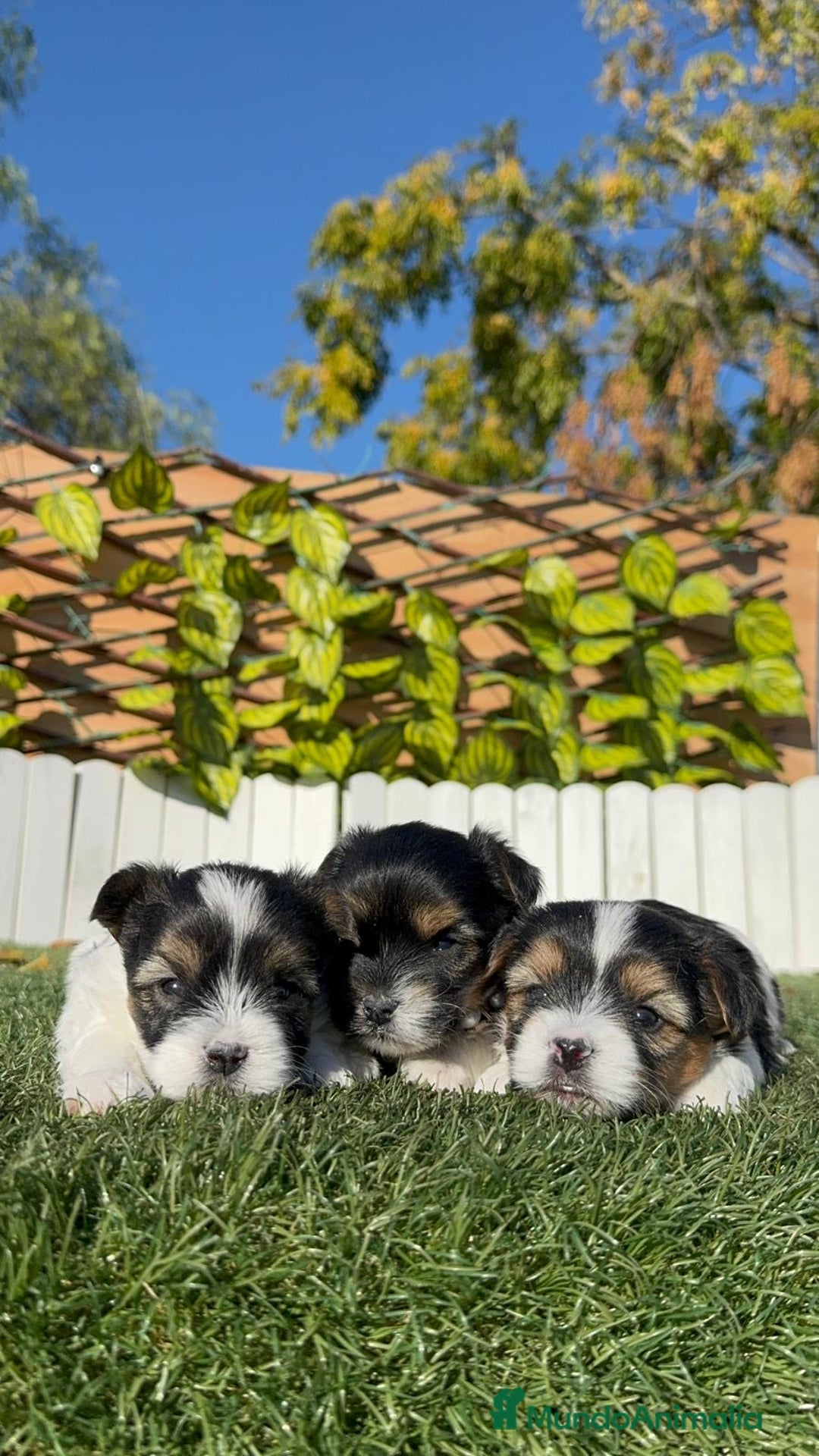 Yorkshire Terrier perros en venta: YORKSHIRE TERRIER BIEWER - Anuncio 7