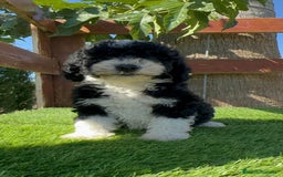 Perro de Agua Español perros en venta: PERRO DE AGUA MACHO - Imagen 3