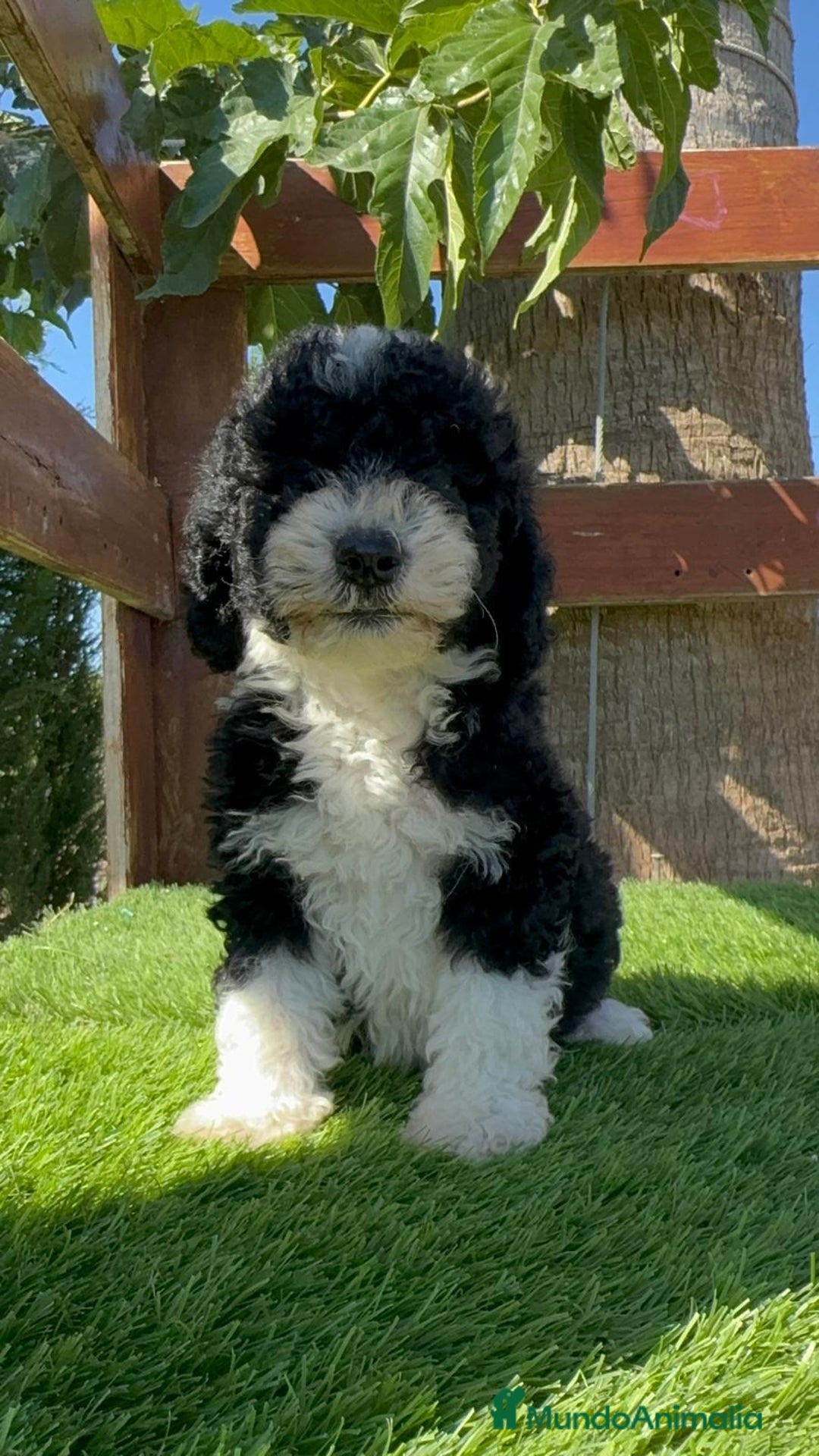 Perro de Agua Español perros en venta: PERRO DE AGUA MACHO - Imagen 3