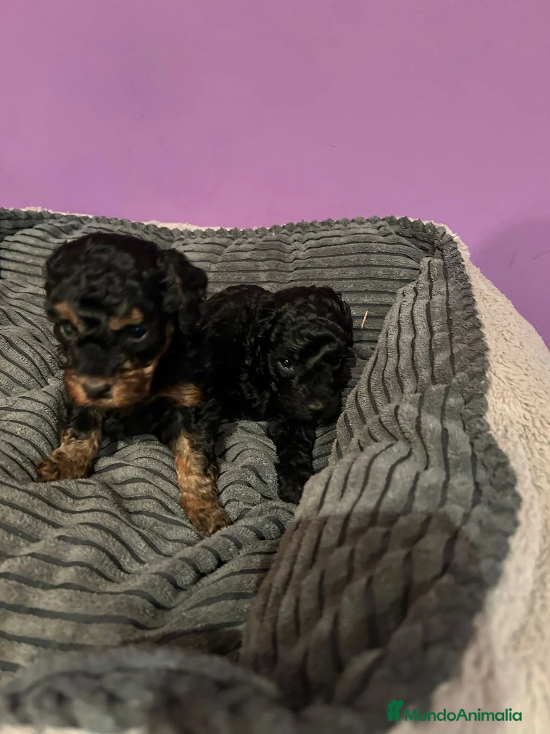 Caniche Toy perros en venta: Caniche toy  - Anuncio 4