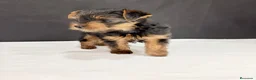 Yorkshire Terrier perros en venta: Yorkshire terrier toy  - Anuncio 7
