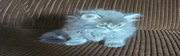 Británico de Pelo Largo gatos en venta: Gatcot.com - Anuncio 4