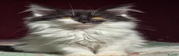 Bosque de Noruega gatos en venta: Bosques de Noruega  - Anuncio 15