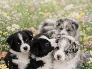 Border Collie perros BORDER COLLIE DISPONIBLE ✨🐾 - Anuncio 1