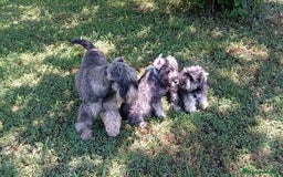 Schnauzer Miniatura perros en venta: Schnauzer mini sal y pimienta  - Imagen 4