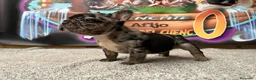 Bulldog Francés perros en venta: Bulldog francés Merle  en Madrid - Anuncio 3