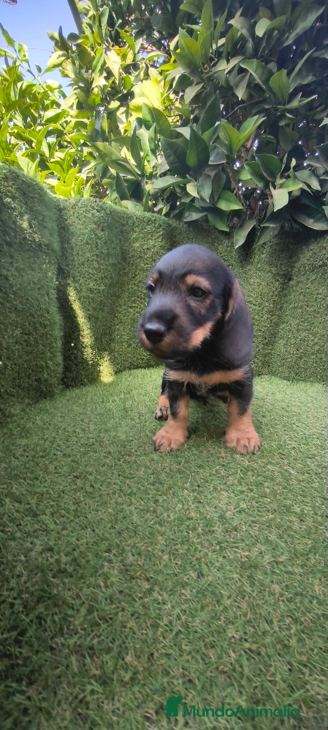 Teckel Miniatura perros en venta: teckel pelo basto - Imagen 4