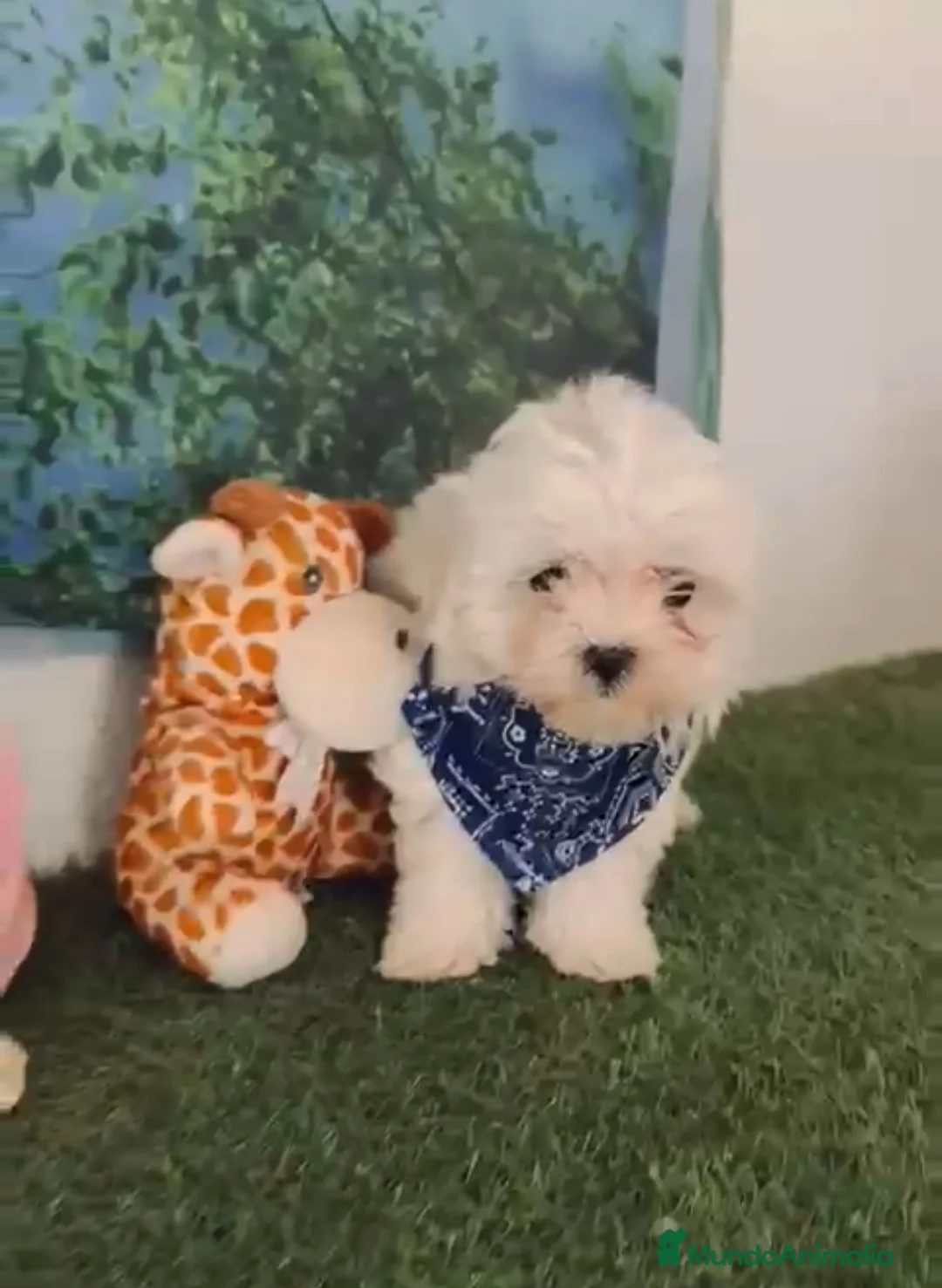 Bichón Maltés perros en venta: Ni hon maltés miniatura  - Anuncio 1