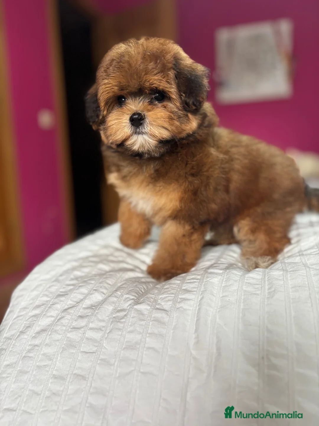 Maltipoo perros en venta: Maltipoo fotos actuales hembra toy!!! - Anuncio 4