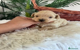 Maltipoo perros en venta: MALTIPOO MACHO - Imagen 33