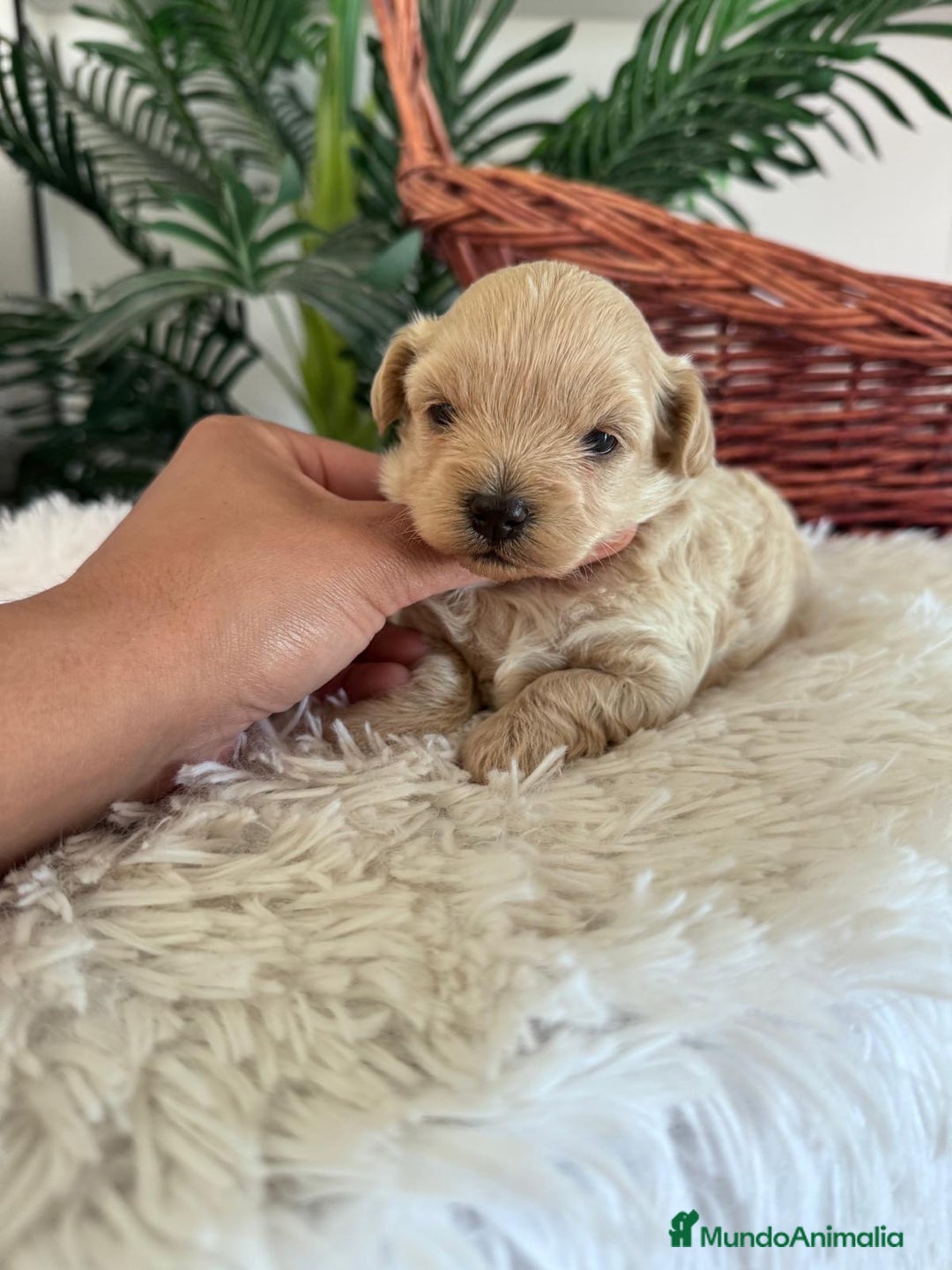 Maltipoo perros en venta: MALTIPOO MACHO - Imagen 33