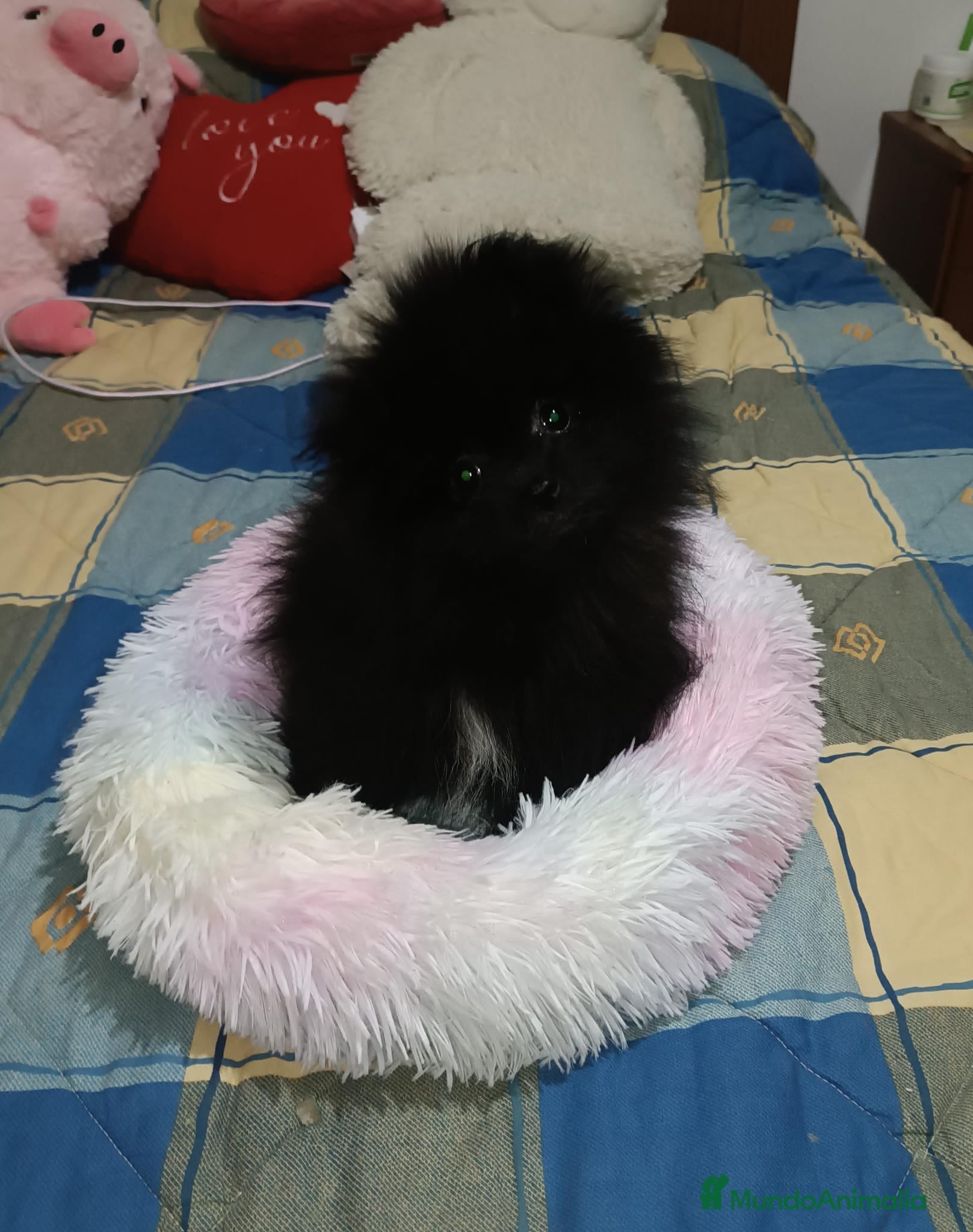 Pomerania perros POMERANIA TOY PRECIOSA HEMBRITA  - Anuncio 1