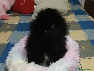 Pomerania perros POMERANIA TOY PRECIOSA HEMBRITA - Anuncio 1
