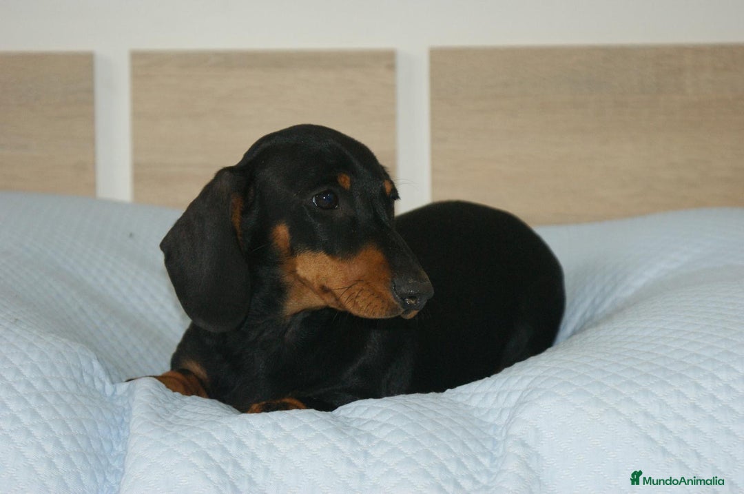 Teckel perros en venta: TECKEL KANINCHEN N/F - Anuncio 2