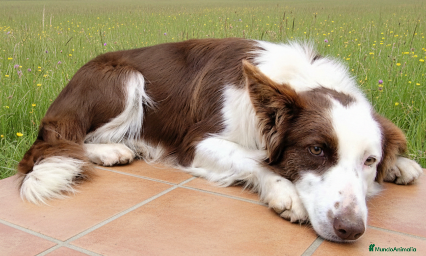 Border Collie perros Bordercollie  - Anuncio 2