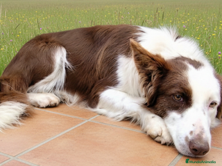 Border Collie perros Bordercollie - Anuncio 2