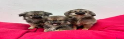 Pekinés perros en venta: Pekines - Anuncio 4