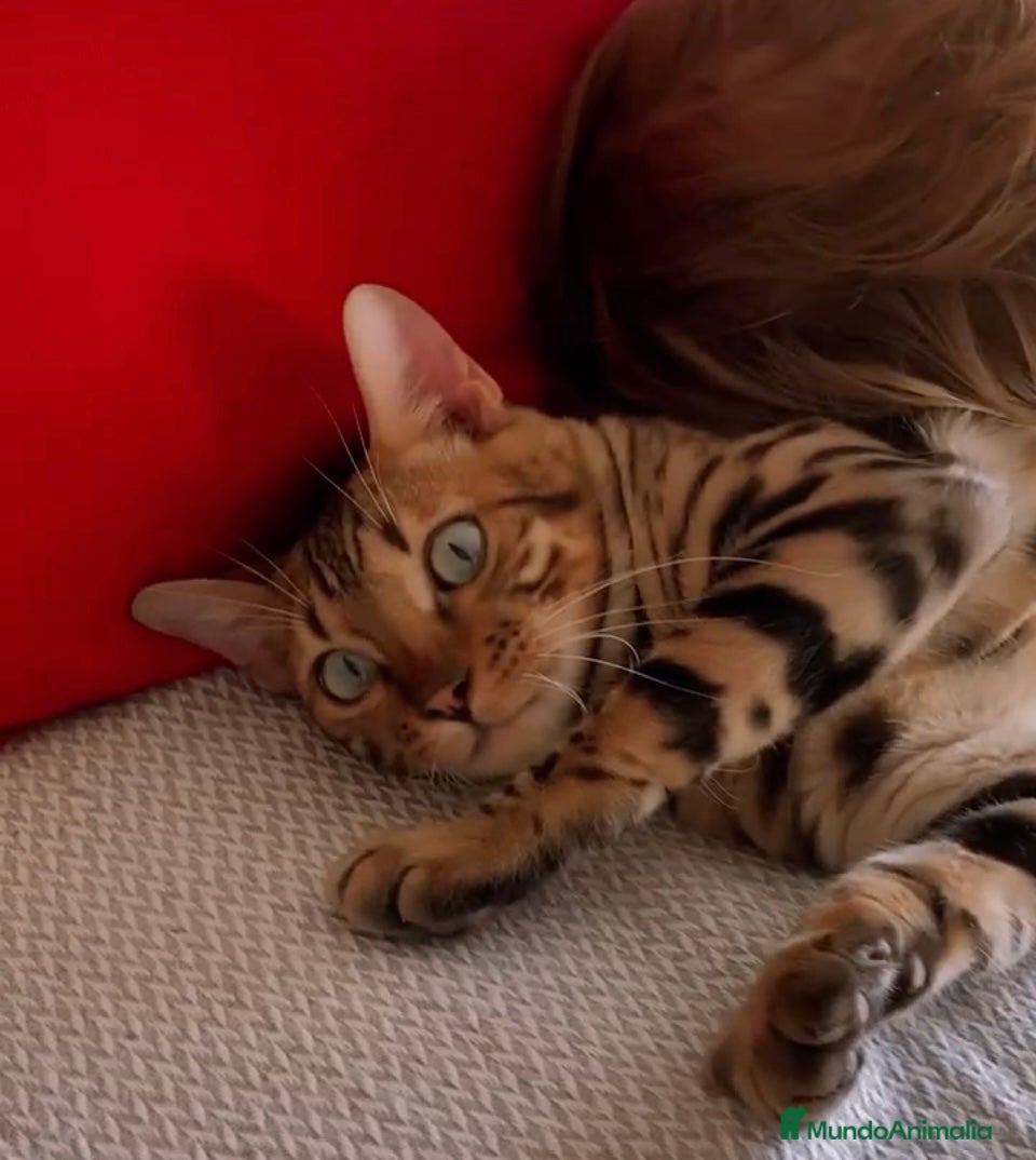 Bengalí gatos Bengali, Brown - Anuncio 1