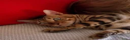 Bengalí gatos en venta: Bengali, Brown - Anuncio 1