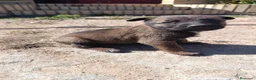 Pastor Belga Malinois perros en venta: Pastor belga malinois de calidad  - Anuncio 3