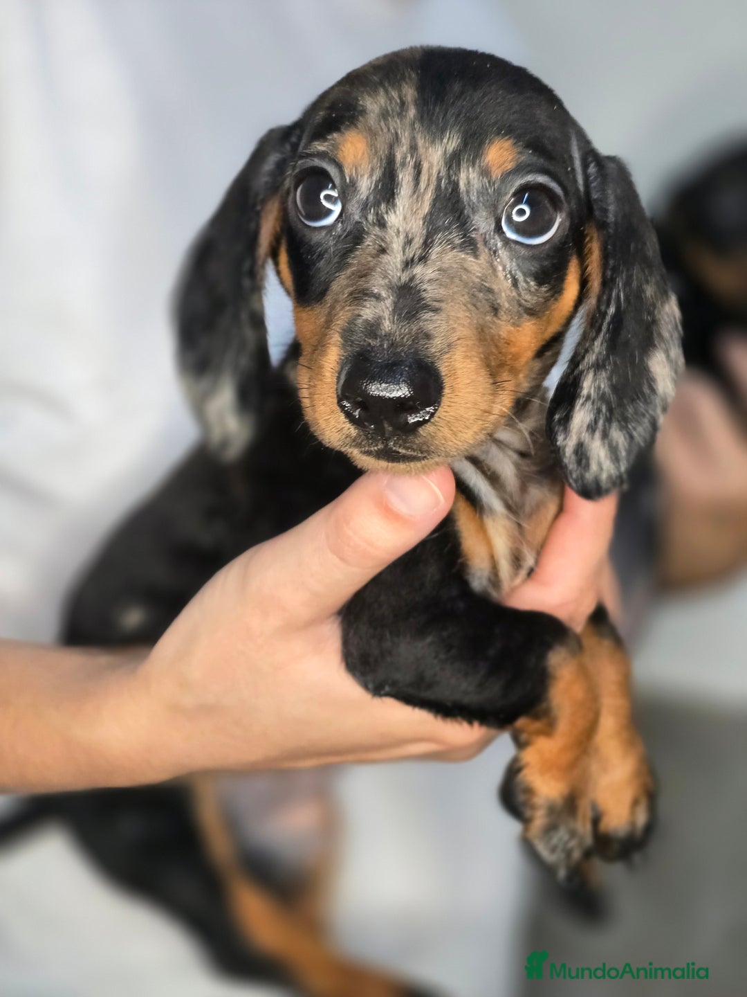 Teckel Miniatura perros en venta: Teckel arlequin plata  - Imagen 3