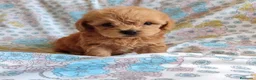 Maltipoo perros en venta: Maltipoo mini toy  - Anuncio 1