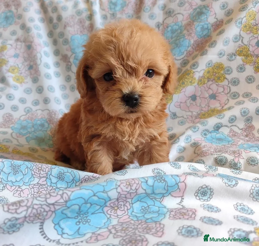 Maltipoo perros en venta: Maltipoo mini toy  - Anuncio 1