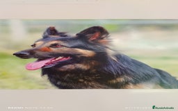 Pastor Alemán perros para monta: MACHO PARA MONTA - Imagen 1