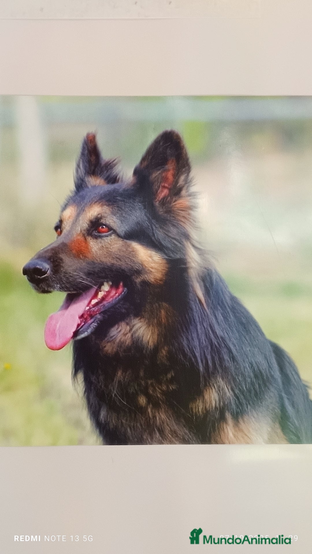 Pastor Alemán perros para monta: MACHO PARA MONTA - Imagen 1