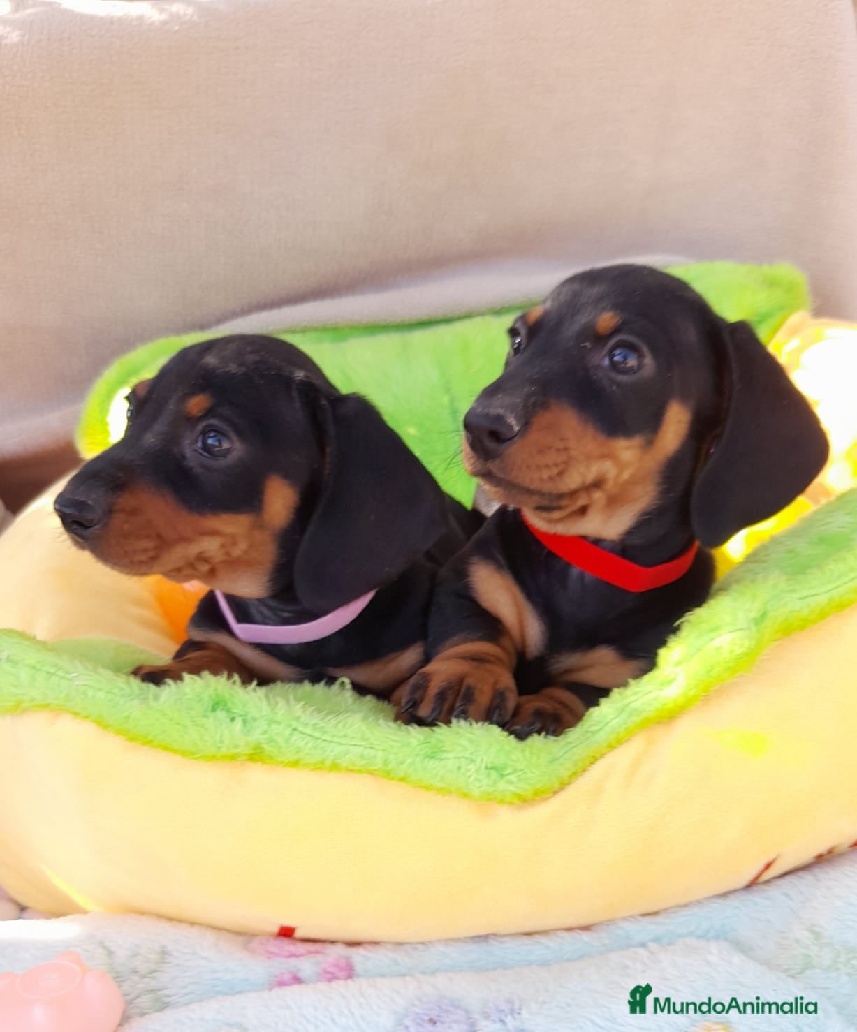 Teckel Miniatura perros Bebes Teckels (perro salchicha) - Anuncio 3