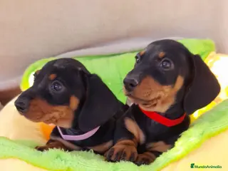 Teckel Miniatura perros Bebes Teckels (perro salchicha) - Anuncio 3