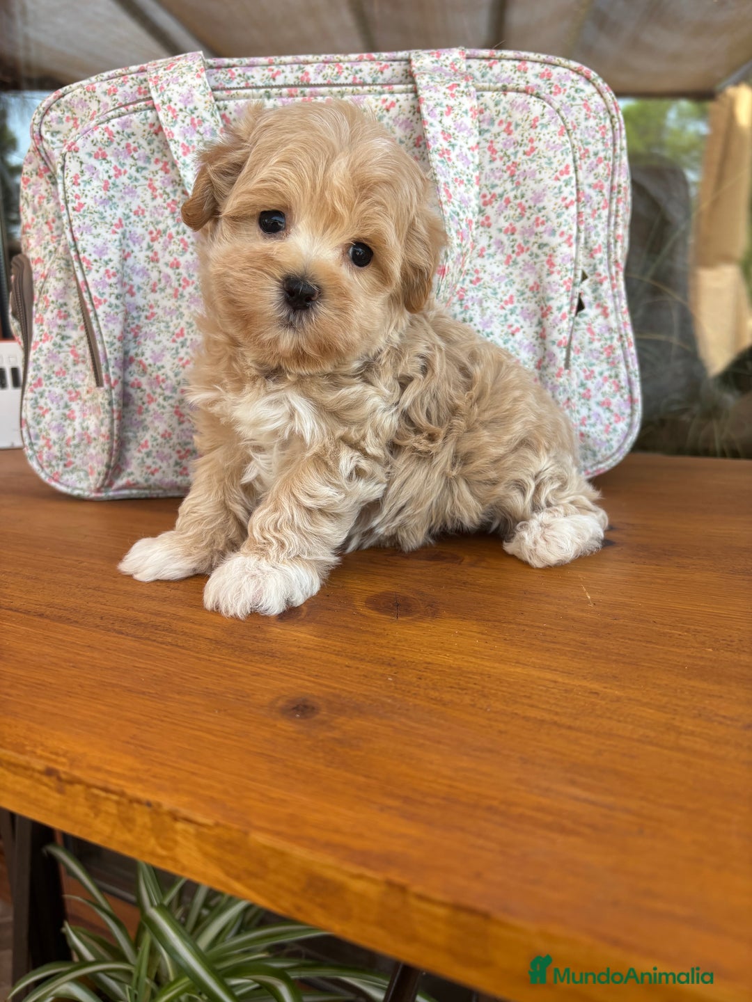 Maltipoo perros en venta: Maltipoo entrega para diciembre!!! - Imagen 4
