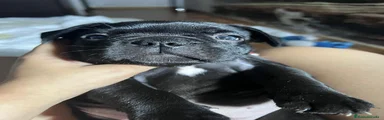Bulldog Francés 2