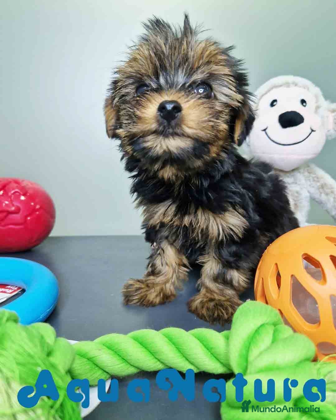 Yorkshire Terrier perros en venta: Yorkshire Hembra CJMM 2436 AQUANATURA - Imagen 4