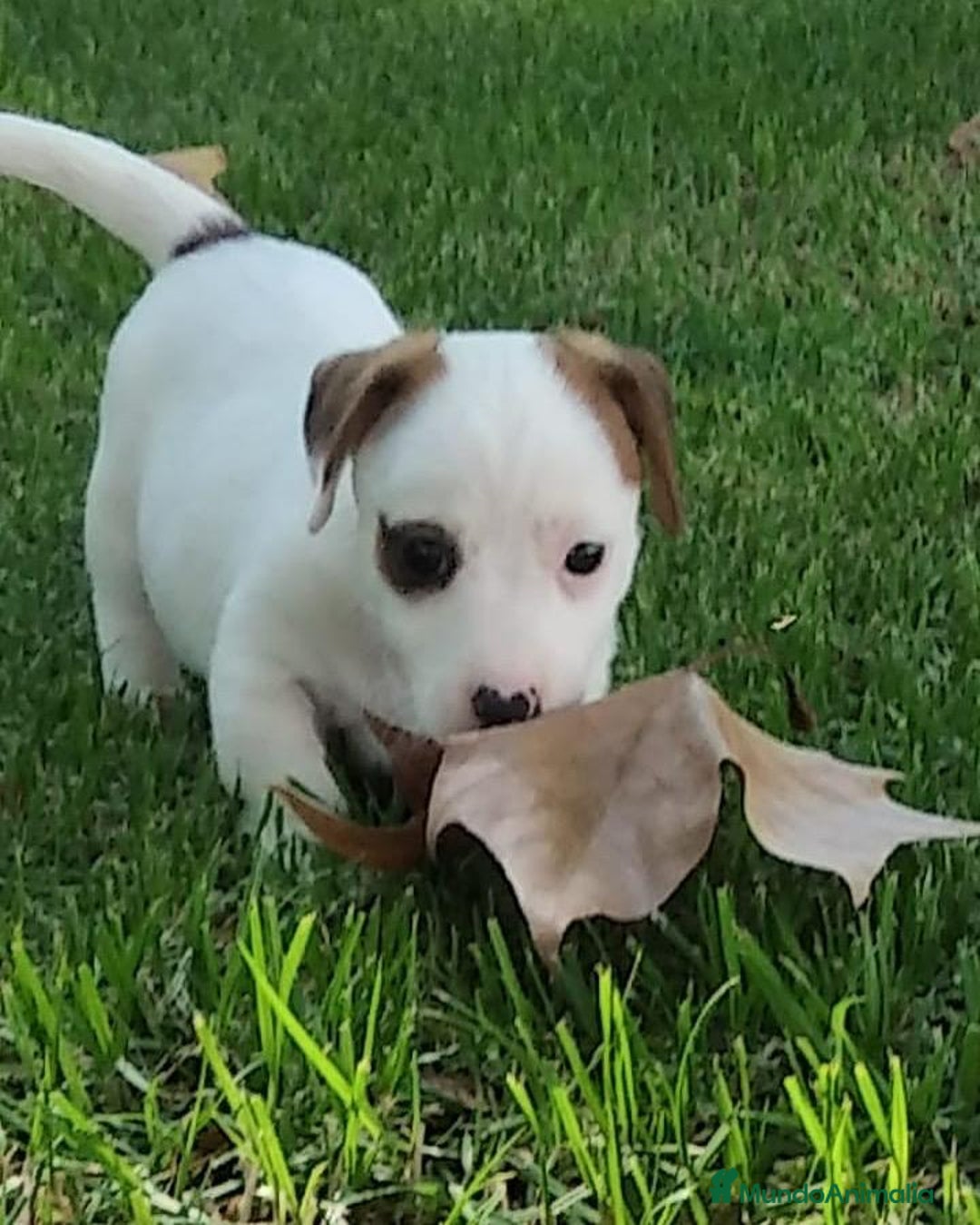 Jack Russell Terrier perros en venta: Tierno bebé de Jack Russell - Imagen 1