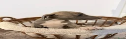 Whippet perros en venta: Whippet exclusivos  - Anuncio 5