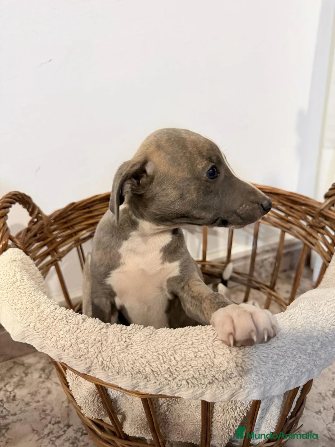 Whippet perros en venta: Whippet exclusivos  - Anuncio 5