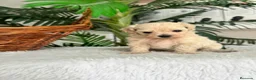 Maltipoo perros en venta: MALTIPOO MACHO - LINEA COREANA - Anuncio 11