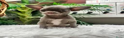 Chihuahua perros en venta: CHIHUAHUA MACHO LILAC - Anuncio 10