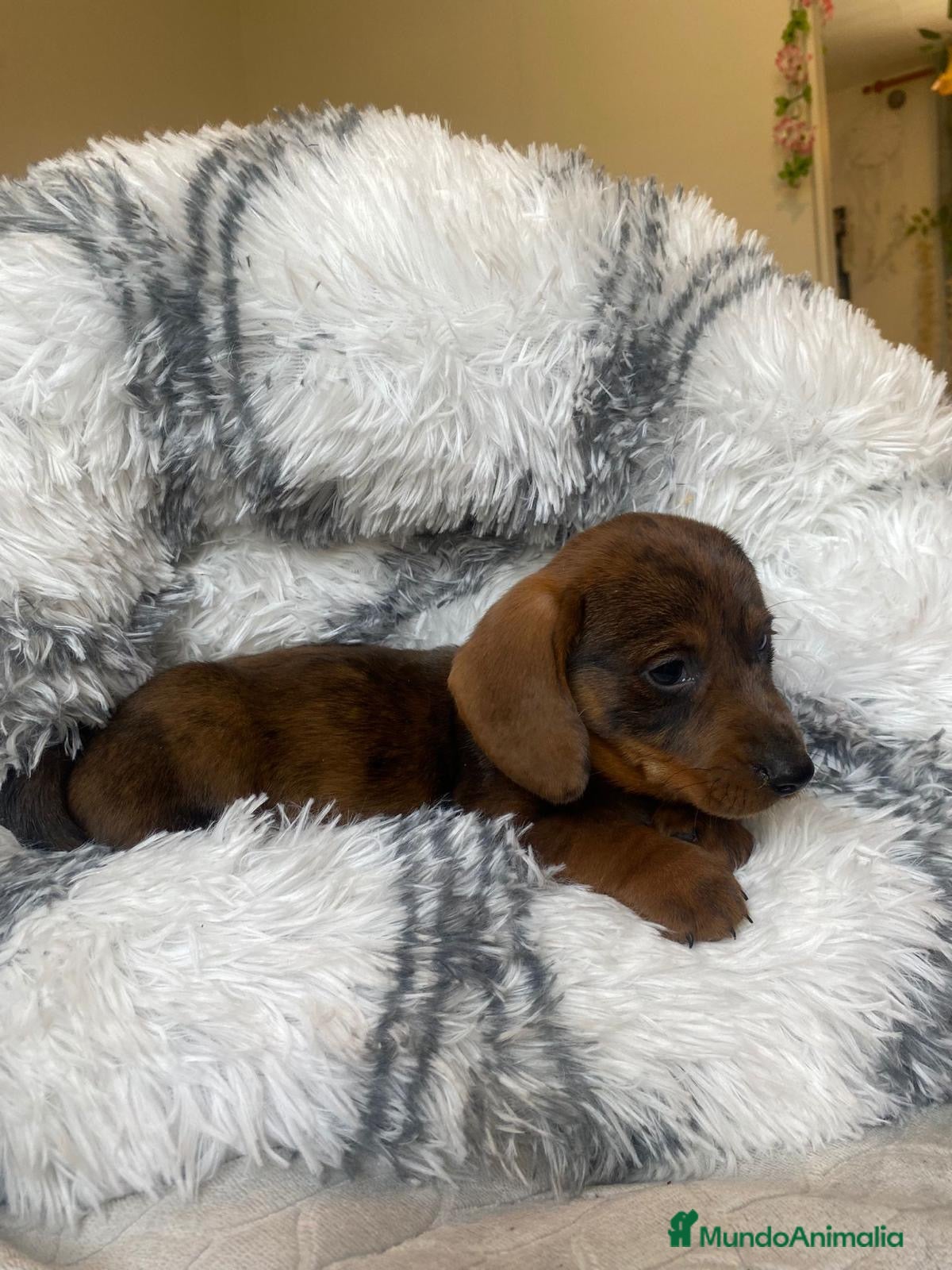 Teckel perros TECKEL ////CACHORROS MINIATURA YA DISPONIBLES !!!! en Badajoz - Anuncio 2