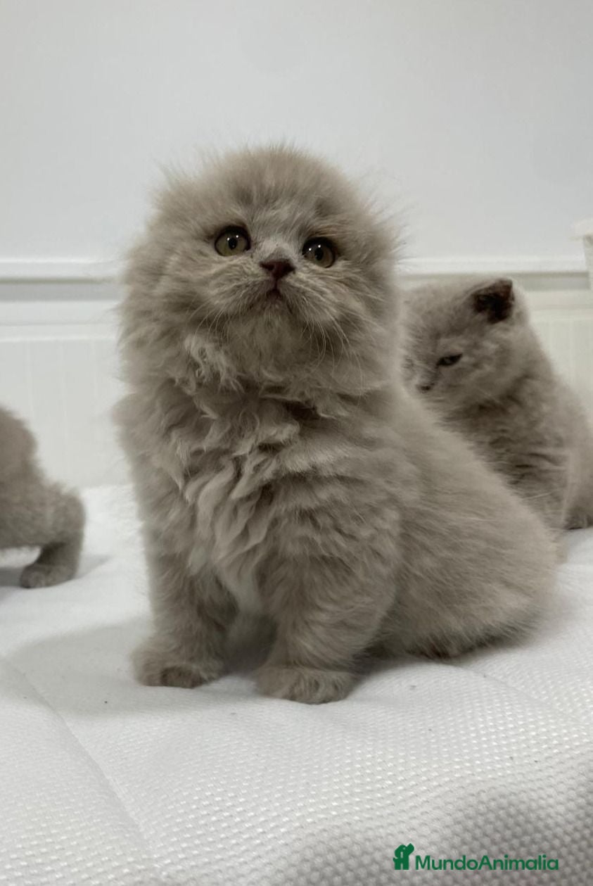 Británico de Pelo Corto gatos camada de British fold longhair y shorthair - Anuncio 1