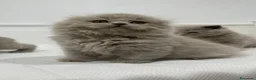 Británico de Pelo Corto gatos en venta: camada de British fold longhair y shorthair - Anuncio 1