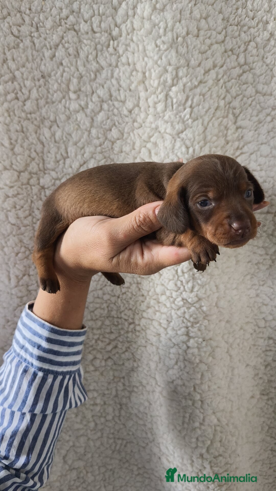 Teckel Miniatura perros en venta: Teckel Kanichen chocolate  - Imagen 6
