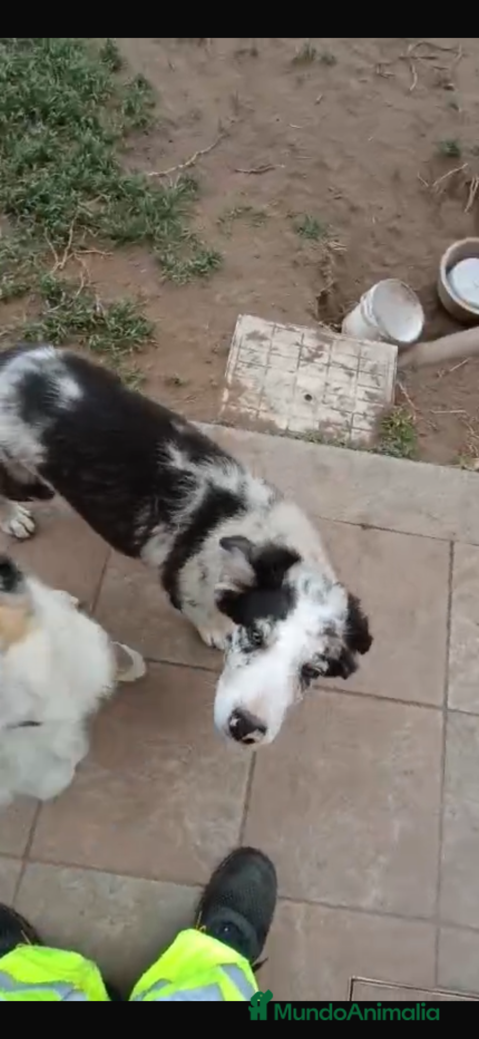 Border Collie perros en venta: border collie  en La Coruña - Anuncio 2