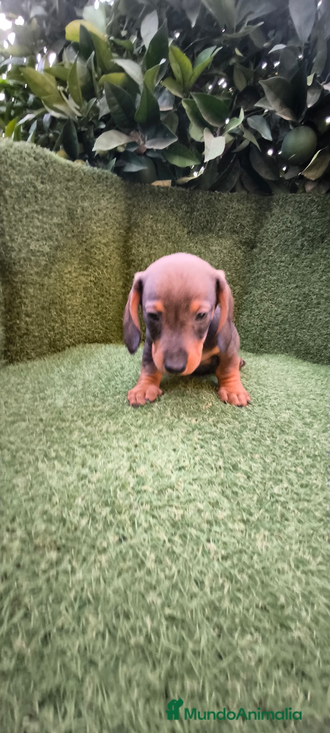 Teckel Miniatura perros en venta:  teckel miniatura  color jabali - Imagen 3