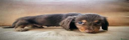 Teckel perros en venta: Tecke de pelo largo chocolate precio real - Anuncio 6