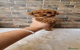 Caniche Toy perros en venta: MACHOS CANICHE ASIATICO 50% TEA CUP/TOY - Imagen 1