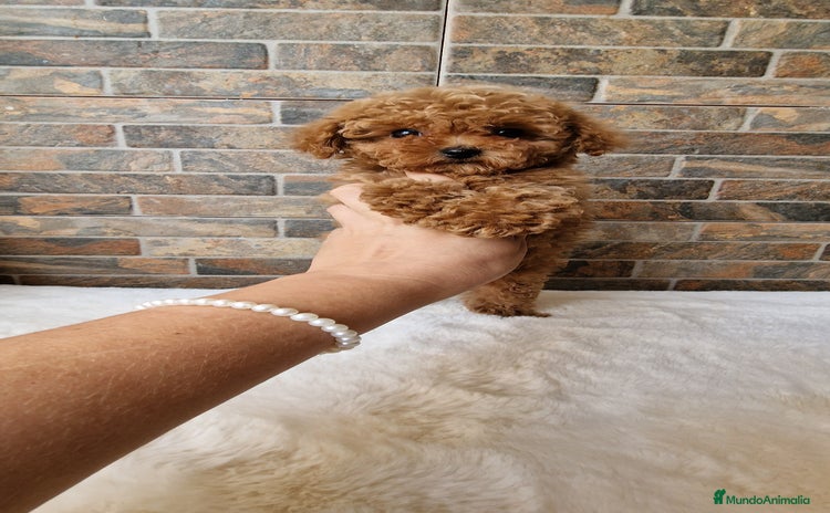 Caniche Toy perros - Anuncio 2