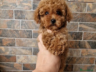 Caniche Toy perros - Anuncio 3