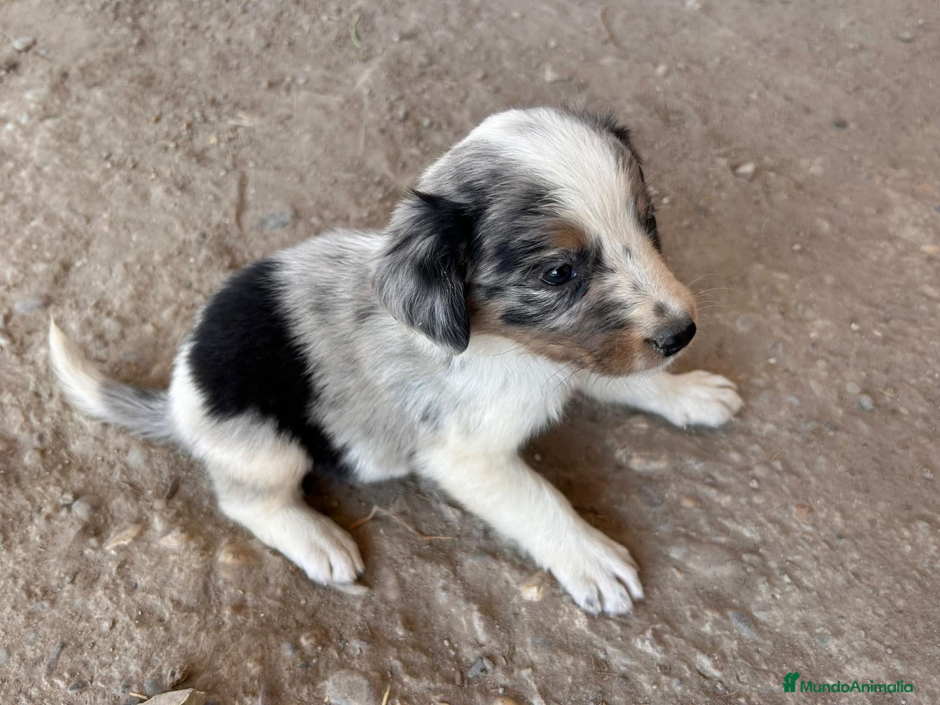 Border Collie perros Border collies de excelente calidad  - Anuncio 1